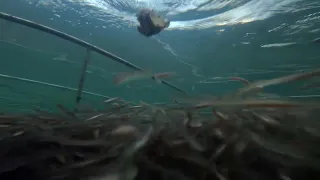 稚魚の餌食い水中シーン